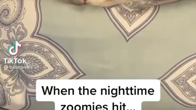 See this what are its doing 😂 cats