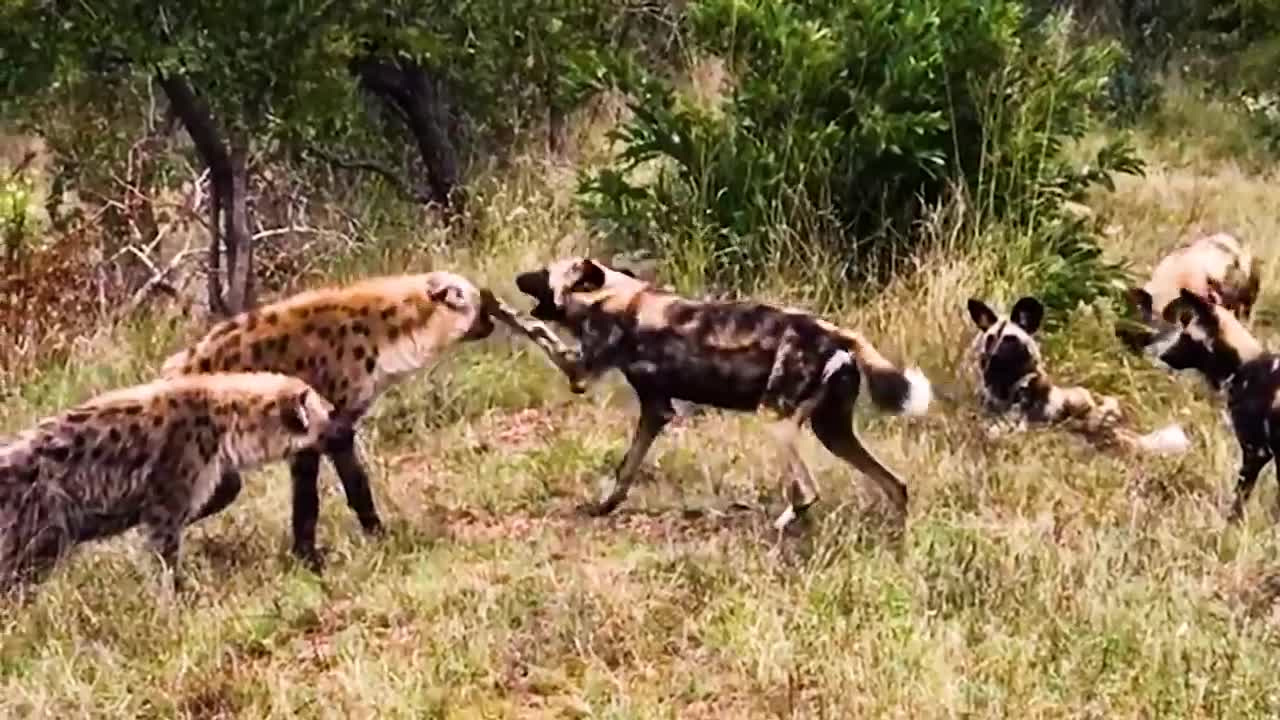 30 Times Animals Messed With The Wrong Opponent !