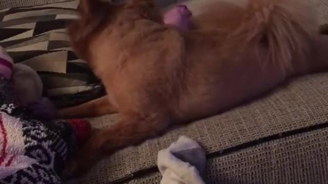 Brown dog on couch keeps throwing socks