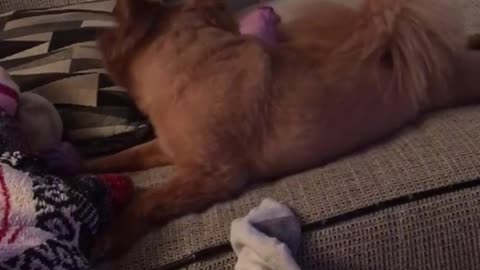 Brown dog on couch keeps throwing socks