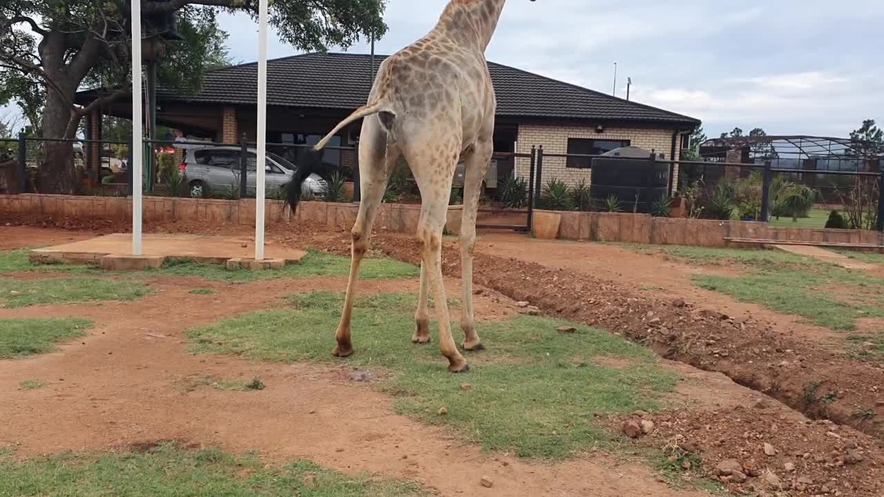 girraffe giving birth.mp4