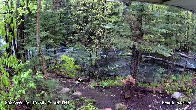 fox cubs at the brook