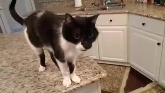 Cat has a crazy deep meow