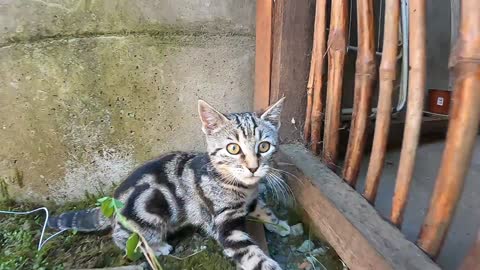 Kitten jumping, being cute!!