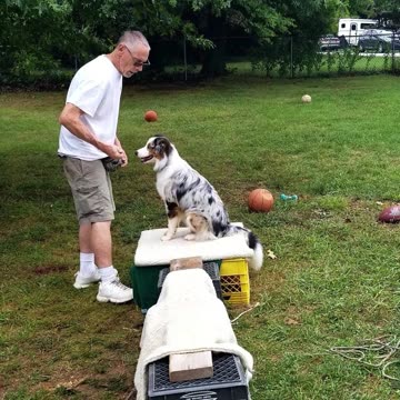 Ruff Cut PodCast: Raised Platform and Balance Beam part 1 section 2