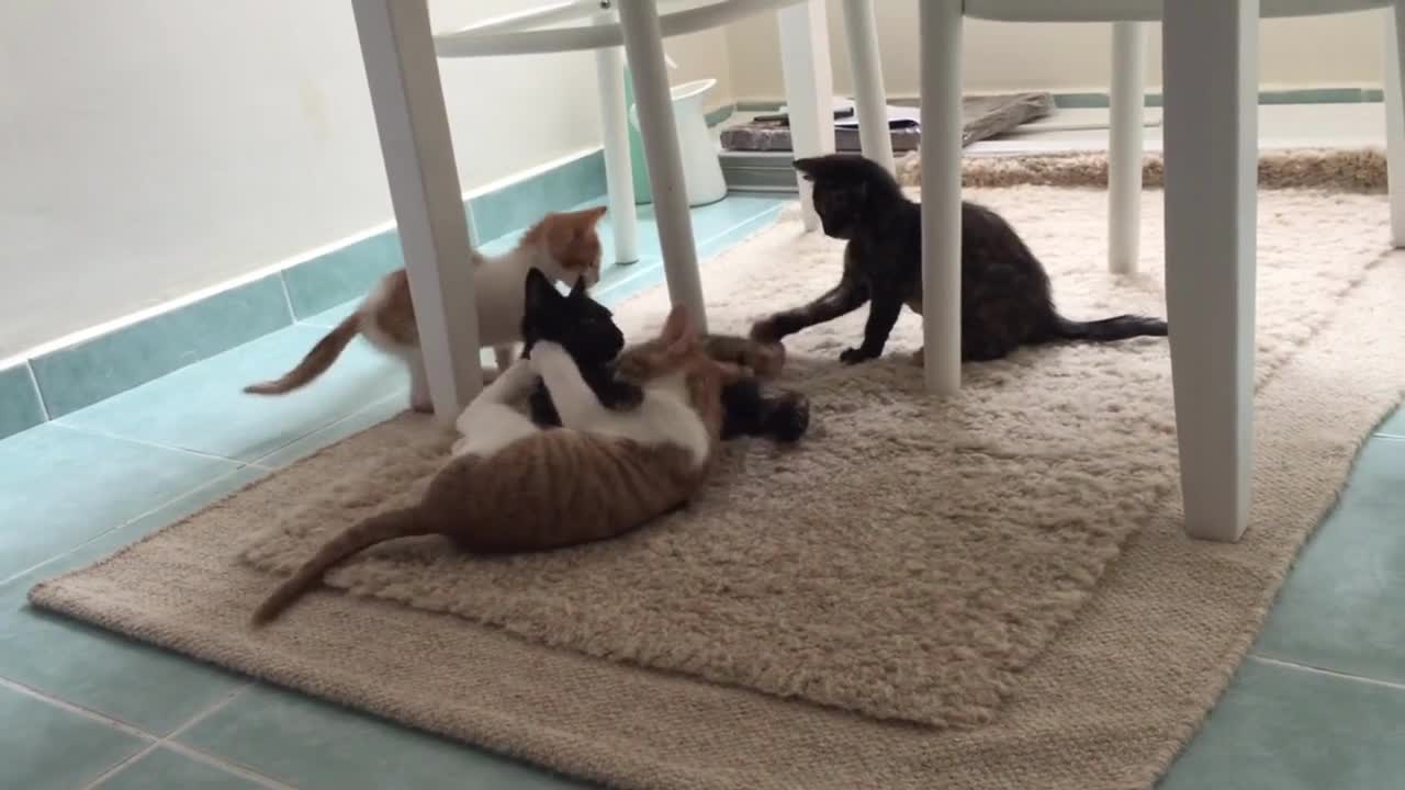 Cute kittens playing