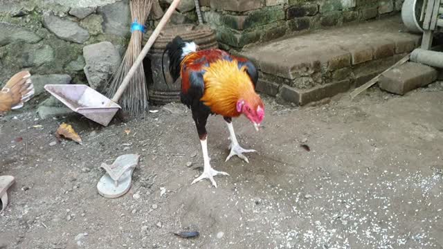 This rooster looks very dashing