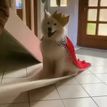 Female Husky playing skateboarding with her owner, very funny