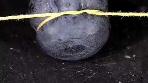 How to cut a blueberry with string? Isn't that amazing