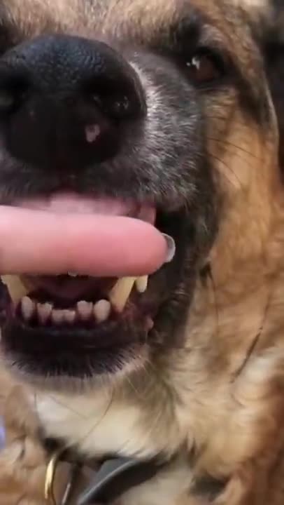 Funny dogs on tiktok #Short