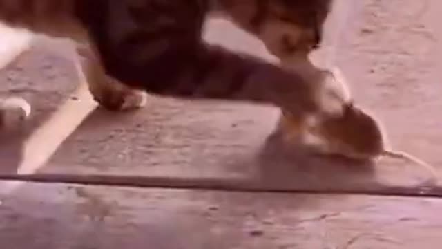 Best Funny Animal Videos 2022 😂 - Funniest Cat And Mouse Videos 😻