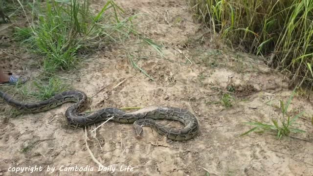 Amazing Two Little Sisters Catch Big Snake While Walking From Fishing