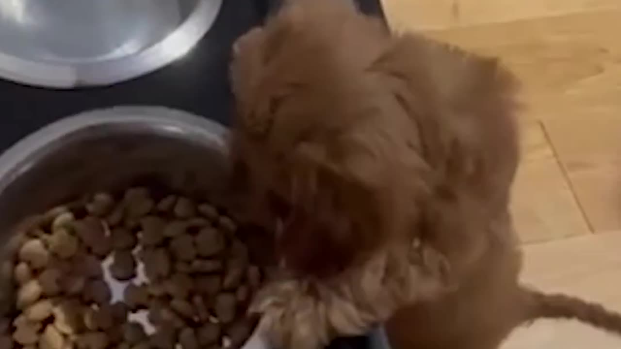 Adorable Puppy Gets Caught Stealing Food From Bigger Dog's Bowl