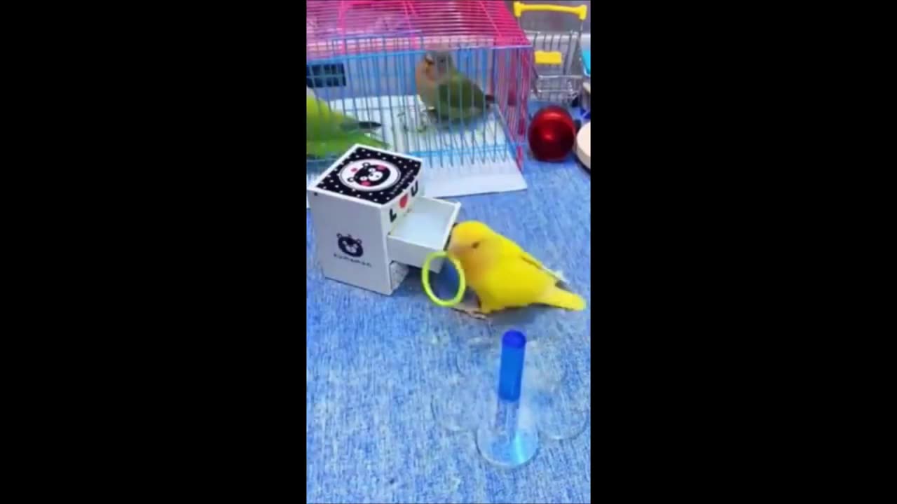 Funny animals - Funny cats _ dogs - Funny animal videos 2023 - Part 5_Haypyy Pet