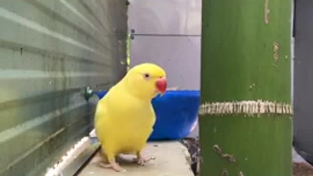 Very beautiful parrot sings