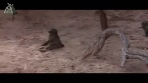 Animals Getting Drunk From Ripe Marula Fruit