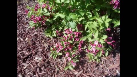 Hummingbirds and Butterflies Weigela Shrub June 7, 2021