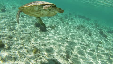 Fresh water and a wonderful turtle