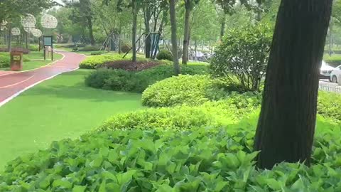 Looking at these green plants makes me feel very beautiful