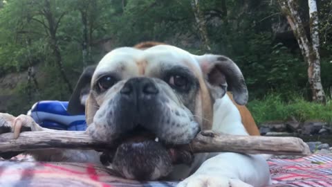 Bulldog Chewing on a Stick Like a Pro! 🐶 Too Cute!