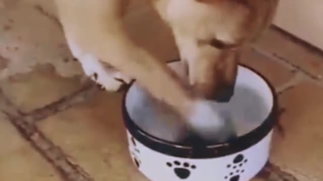 🐕Dog Funny Eating Video 😂 #viral #rumble #trends Funny animal video 😂