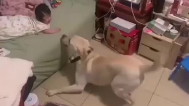 The Dog Knows How To Entertain The Baby