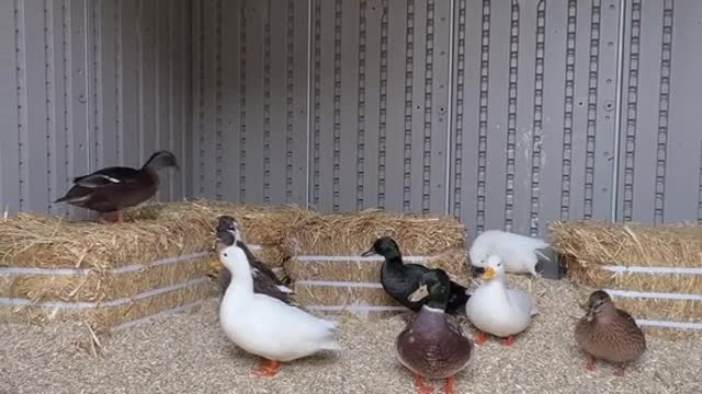 The ducks are all ready for winter!❄️🦆