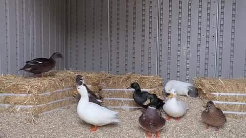 The ducks are all ready for winter!❄️🦆