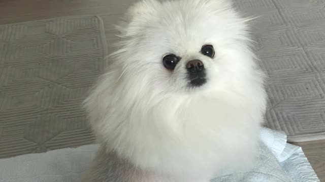 Pomeranian yapping ,so cute