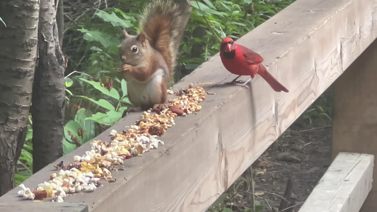 Red-Tailed squirrel and a male Cardinal