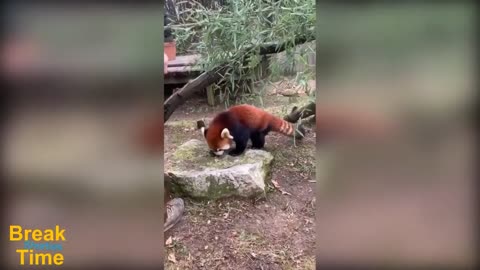 Red Panda