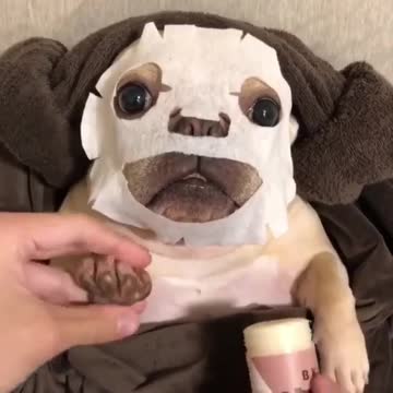 Dog Pedicure and Medicure