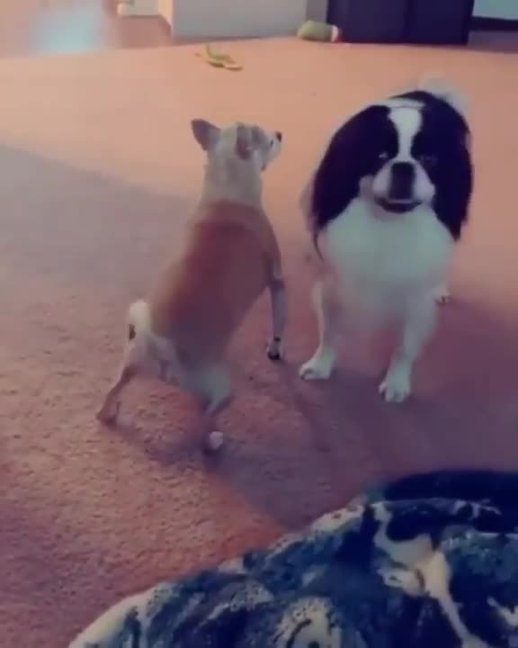 Dog Dancing Meme So Funny!