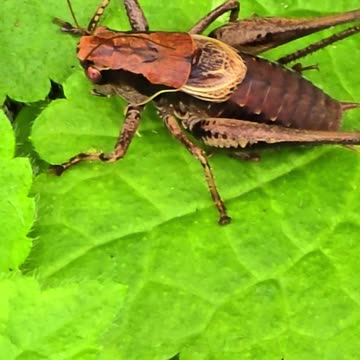 Beautiful grasshoppers on a bush / beautiful insects in nature.