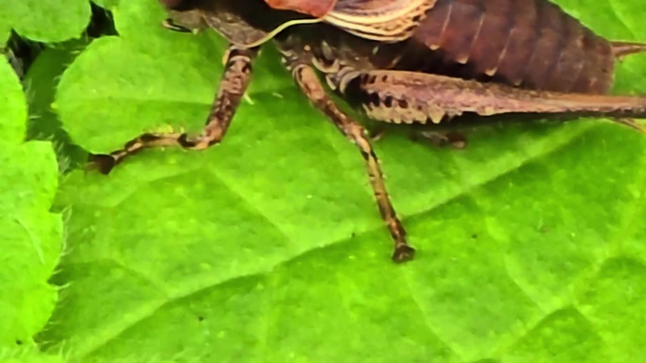 Beautiful grasshoppers on a bush / beautiful insects in nature.