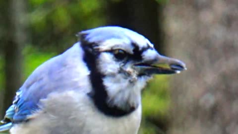 Blue jay