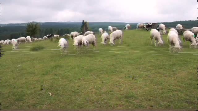 Sheep in the fields eating grass