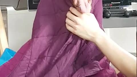 Dog wrapped in purple blanket