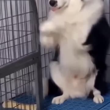 Funny Dog Videos
