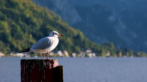 the Majestic Kingdom of Birds