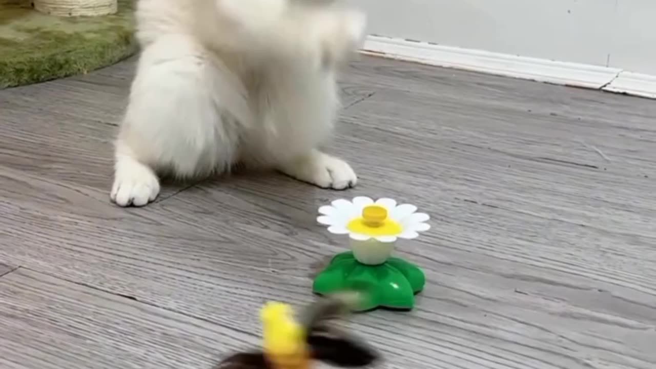 Pets lover | pets | funny animal videos