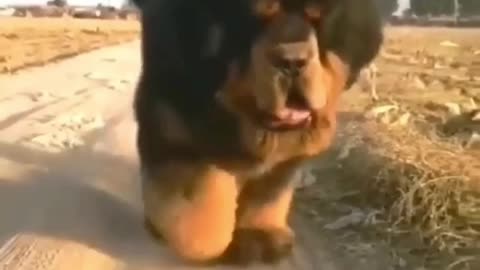 Is it a dog or a lion? 😘😘👍👍 😮😮