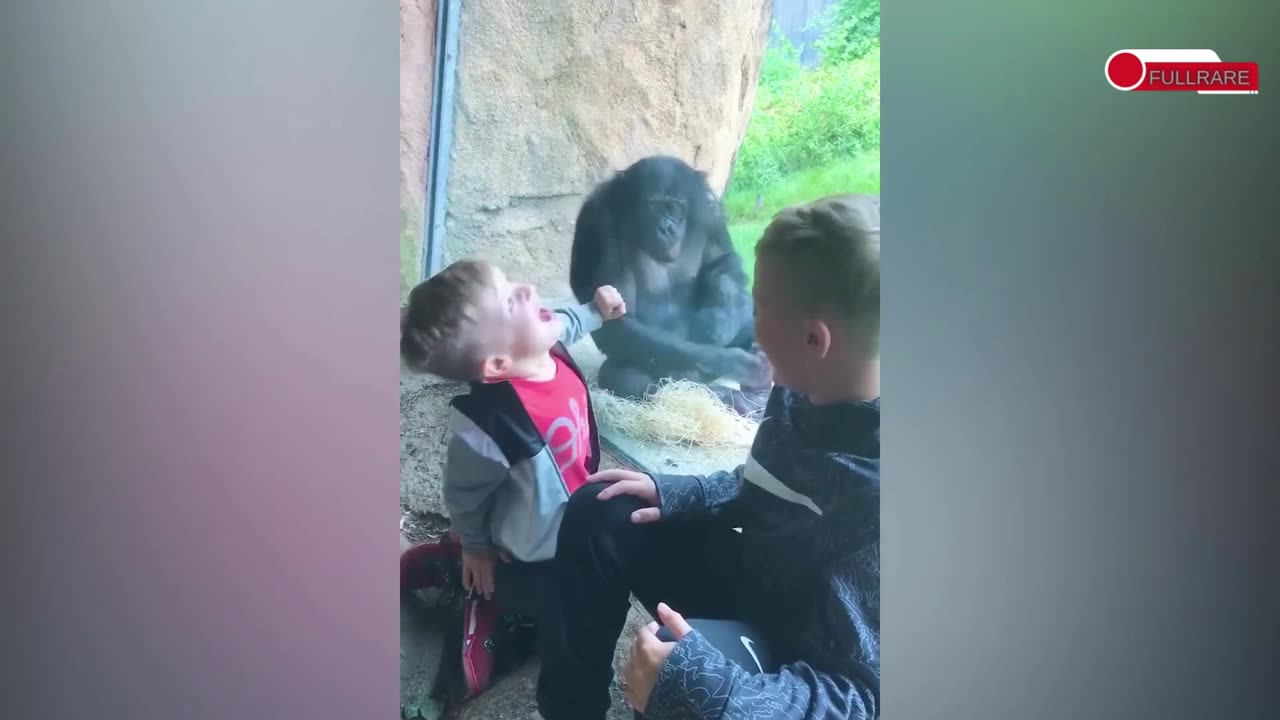 Funny Babies At The Zoo