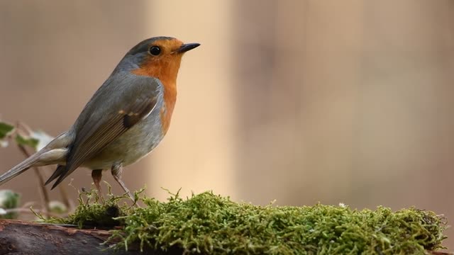 Bird Robin looking for food