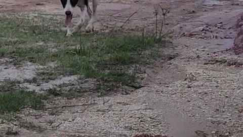 Vídeo mostra minha cadela Britney na rua brincando.