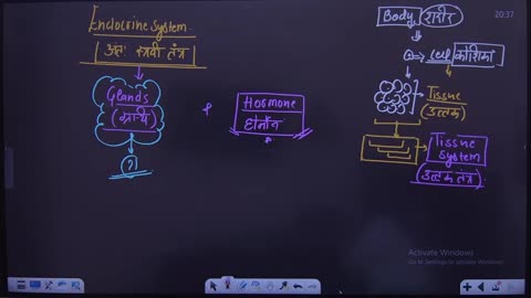 68 endocrine system 1