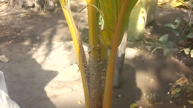 Coconut plant