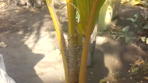 Coconut plant