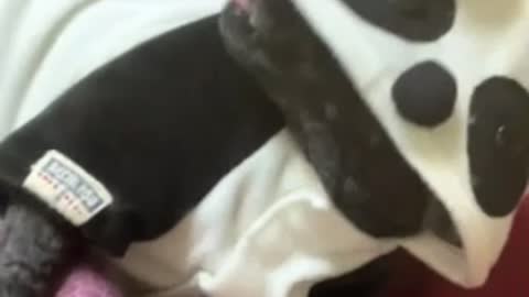 Dog fighting with his panda clothes.