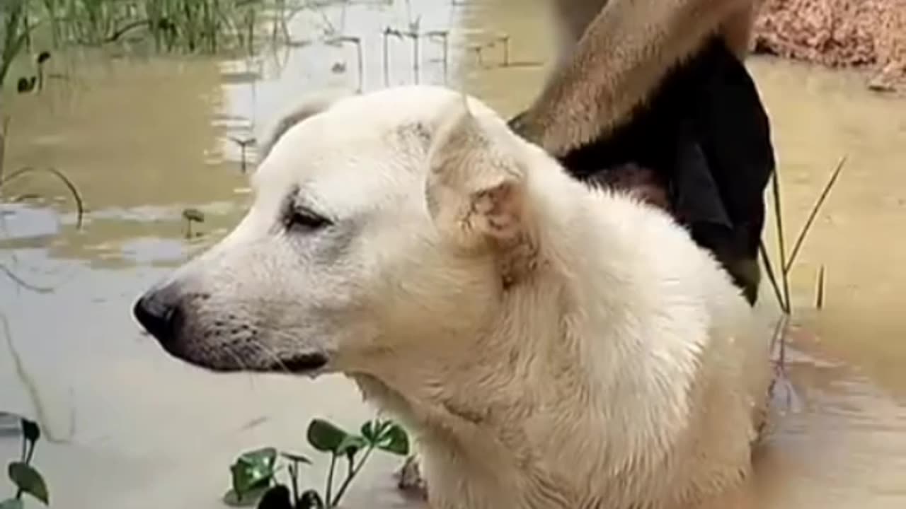 Animals funny video. 🐒🐕 #animals #shorts #video